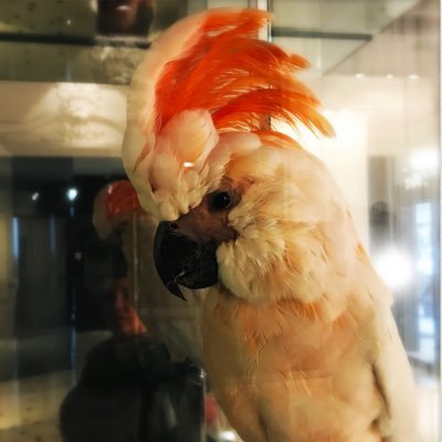 Profile Picture of Bird Walmsley (@KimRoblin) on Twitter