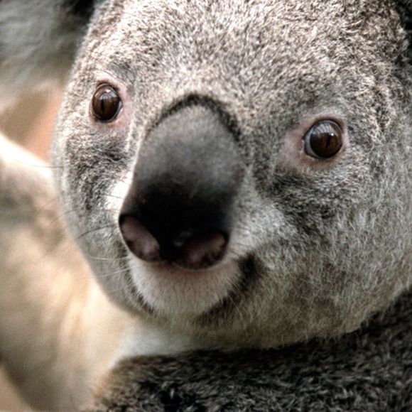 Profile Picture of Diane Daniels (@jodiarias) on Poshmark