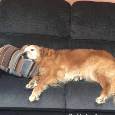 Profile Picture of Kyle Maier (@Jellydog01) on Twitter