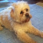 Profile Picture of Alex Yeager @ihes Shoutout (@dudduds1234) on Instagram