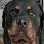 Profile Picture of Mike Lupo (@loop74228) on Instagram