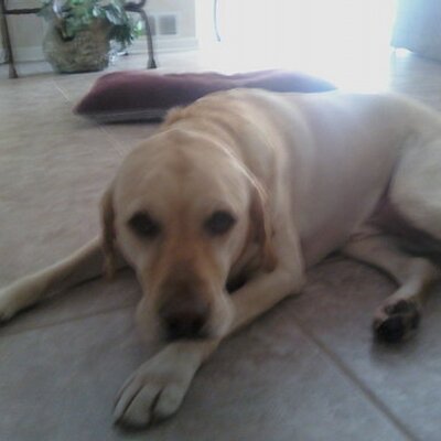 Profile Picture of Logan McCann (@Da_Logs_Man) on Twitter