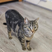 Profile Picture of Naz Hussain (@NazHussainn) on Youtube