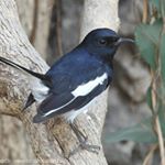 Profile Picture of BrianCelio (@briancelio) on Instagram