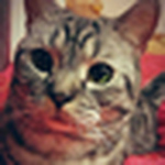 Profile Picture of Ray Wong (@iamyouchi) on Flickr