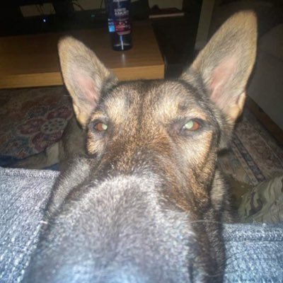 Profile Picture of Not Hacking Dog (@5G_Matt) on Twitter