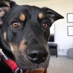 Profile Picture of Allison Ozog (@alliozog314) on Instagram