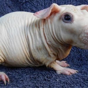 Profile Picture of Guinea (@skinnypig1411) on Myspace
