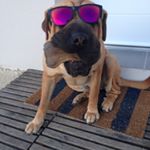 Profile Picture of iris_sharpei (@iris_sharpei) on Instagram