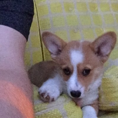 Profile Picture of Scott Sneed (@ScooterSneed) on Twitter