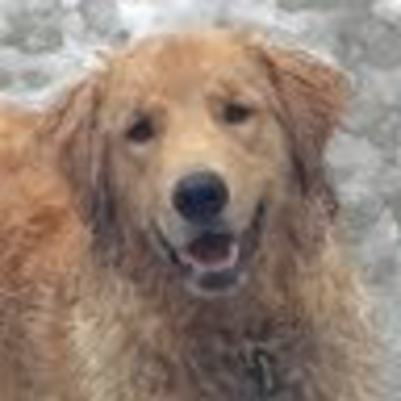 Lauren Clemson - Poshmark Profile Picture of Lauren Clemson (@lauren_clemson) on Poshmark