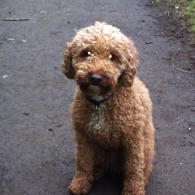 Profile Picture of Andy Ballantyne (@jabaIII) on Twitter