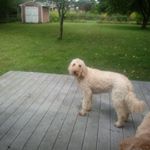 Profile Picture of Haley rappley (@pink_nation78) on Instagram