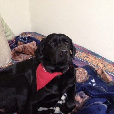 Profile Picture of Brian ammann (@BrianAmmann) on Twitter