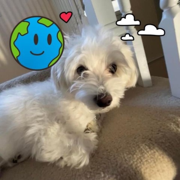 Profile Picture of Alice Yim (@alice_yim) on Poshmark