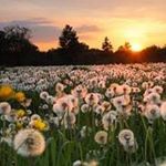 Profile Picture of Aileen Richardson (@aileenrichardson1) on Instagram