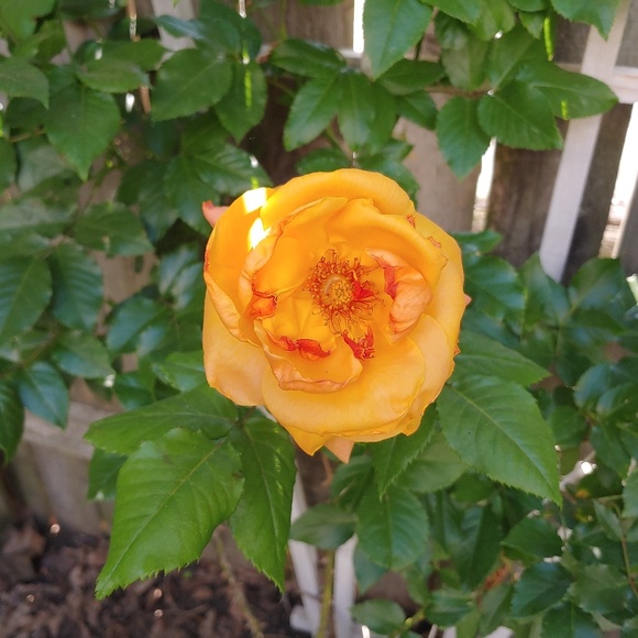 Profile Picture of Celine Carayon (@celinattendue34) on Poshmark