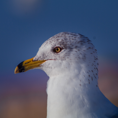 Profile Picture of Bryan Wysong (@andthatswhy) on Twitter