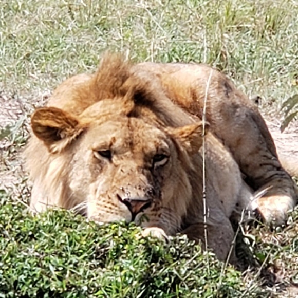 Profile Picture of Lisa Kalthoff (@lisakalthoff) on Poshmark