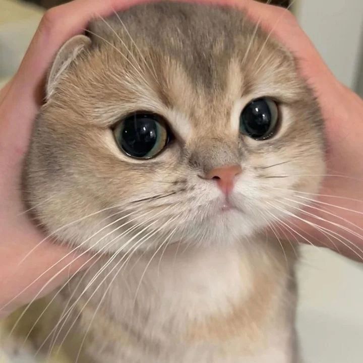 Profile Picture of L o r i 🫧 (@in_lori_era) on Tiktok