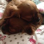 Profile Picture of Aaron O'Rourke (@_aaronorourke__) on Instagram