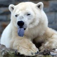 Profile Picture of Allison Clark (@whitmangirl) on Pinterest