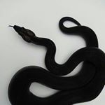 Profile Picture of If your smart, guess who am I (@chae9531) on Instagram