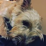 Profile Picture of Kasey (@kasey_the_best_puppy_ever) on Instagram