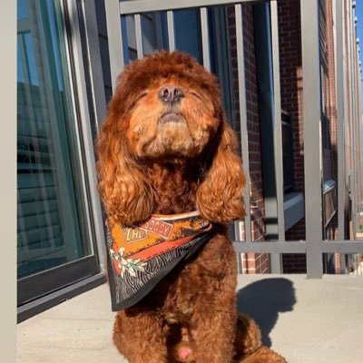 Profile Picture of Jo (@josephpacilio) on Twitter