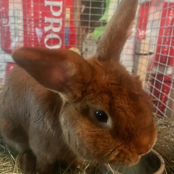 Profile Picture of Alexander Herriott (@xander_hamil) on Poshmark