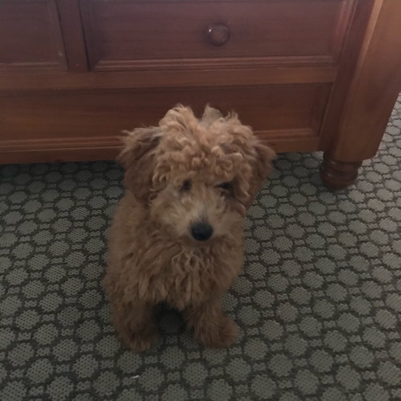 Profile Picture of Lisa Jones (@jonesy278) on Poshmark