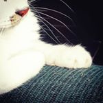 Profile Picture of Steven Closson (@stevenclosson89) on Instagram