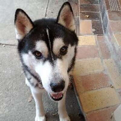 Profile Picture of Ian Gao (@yinangao) on Twitter