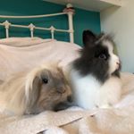 Profile Picture of Betsy&Beany🦁🐰 (@betsy_and_beany) on Instagram