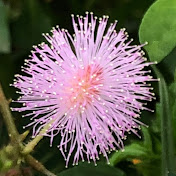 Profile Picture of Joby John (@jobycjohn) on Youtube