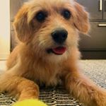Profile Picture of Walter Waters Singh (@walterwoof) on Instagram