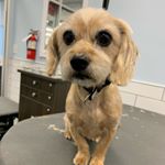 Profile Picture of Amanda Bowen (@amandabowen806) on Instagram