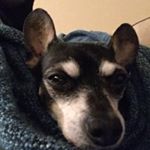 Profile Picture of Jerilyn Schmidt (@dramaryno) on Instagram