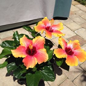 Profile Picture of Janice Weston (@beachcomber75) on Pinterest