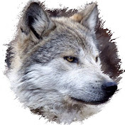Profile Picture of Scott Falk (Lonewolf147 WI SM) (@scottfalk5961) on Youtube