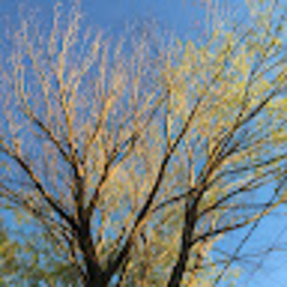 Profile Picture of Ciarra Moore (@ciarramoore2007) on Poshmark