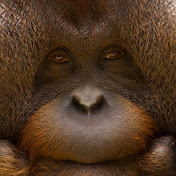 Profile Picture of Maxwell Hansen (@whiteboylova314) on Youtube