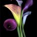 Profile Picture of Markie Zacharias (@mzach22) on Pinterest