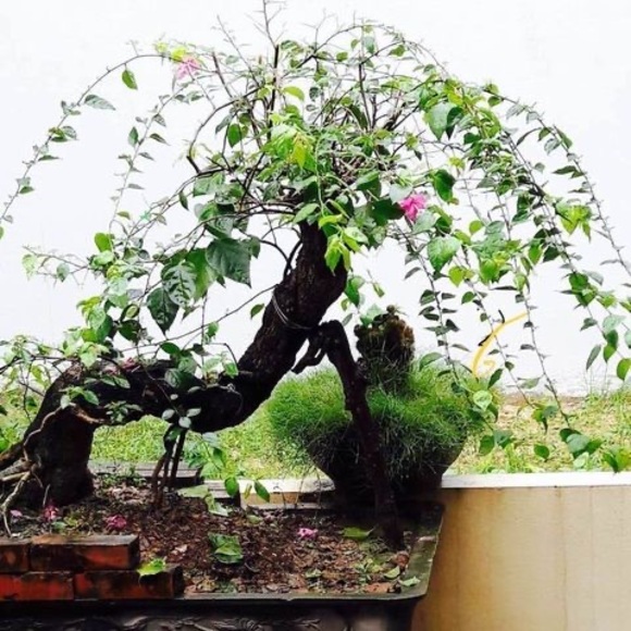 Profile Picture of Huynh Nguyen (@tdnguyen2) on Poshmark