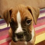 Profile Picture of DUKE The D Dawg (@duke.fitzsimmons) on Instagram
