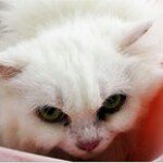 Profile Picture of cindy mui (@snowmui) on Instagram