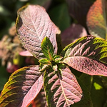 Profile Picture of Jason Kwan (@jasonkwan90) on Flickr