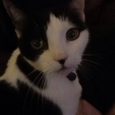 Profile Picture of Kevin Stocker (@kevin_stocker) on Twitter