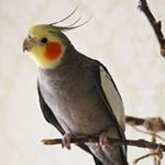 Profile Picture of Richard, Jess & Chika parrots (@parrots_room) on Instagram