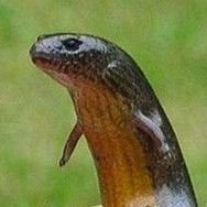 Literally Lizard - Twitter Profile Picture of Literally Lizard (@StephenRowe0) on Twitter